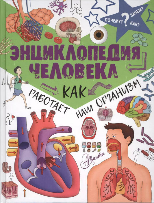 Обложка книги "Джон Фарндон: ПочемуЗачемКак? Энциклопедия человека: как работает наш организм"