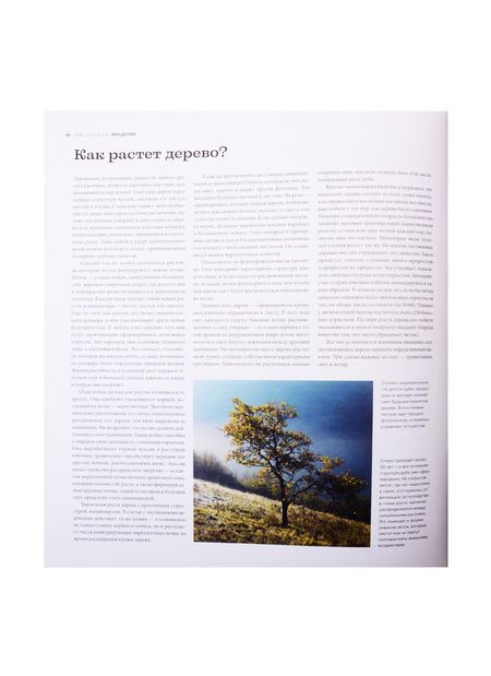 Фотография книги "Джонсон: Деревья. Жизнеутверждающее путешествие по лесам, садам и паркам"