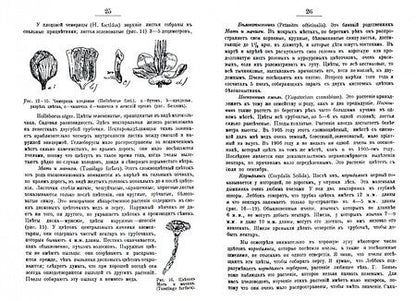 Фотография книги "Э. Вахъ-Гай: Цветы и пчелы"