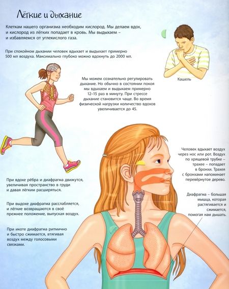 Фотография книги "Элеонора Барсотти: Окошко в мир. Как устроен человек"