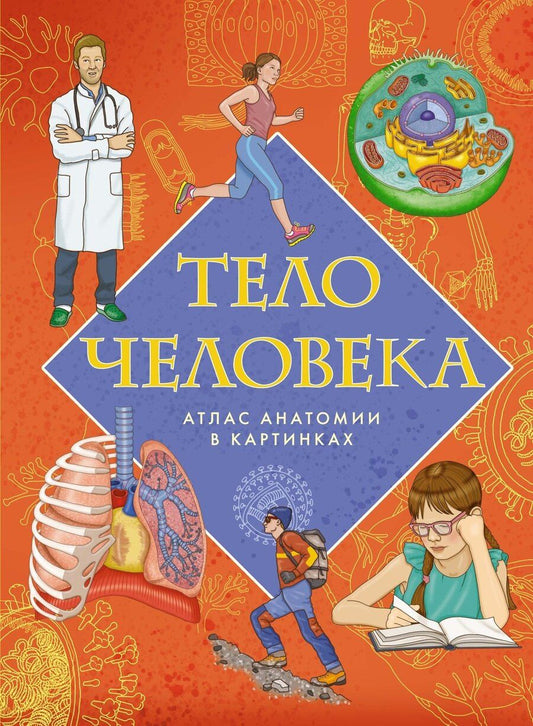 Обложка книги "Элеонора Барсотти: Тело человека. Атлас анатомии в картинках"