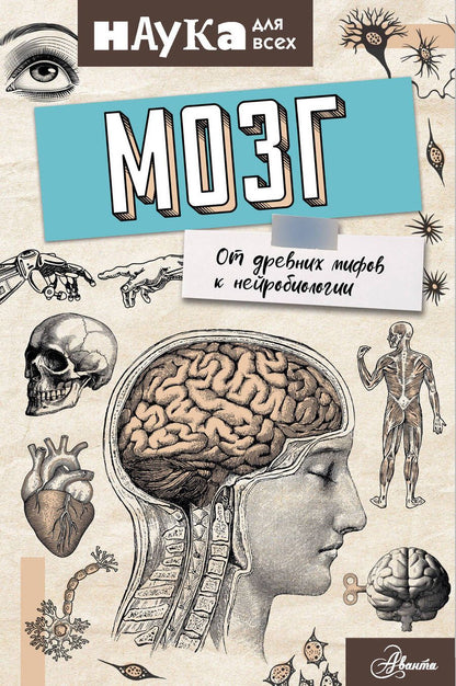 Обложка книги "Энн Руни: Мозг. От древних мифов к нейробиологии"