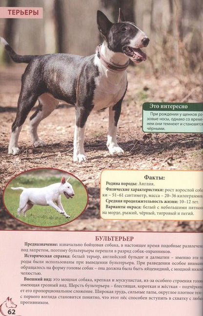 Фотография книги "ЭНЦИКЛОПЕДИЯ. ЭНЦИКЛОПЕДИЯ О КОШКАХ И СОБАКАХ"