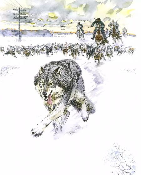 Фотография книги "Эрнест Сетон-Томпсон: Медвежонок Джонни"