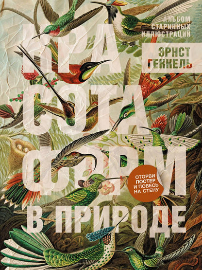 Обложка книги "Эрнст Геккель: Красота форм в природе. Альбом старинных иллюстраций"