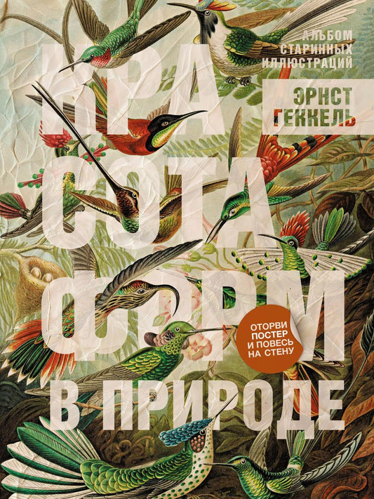 Обложка книги "Эрнст Геккель: Красота форм в природе. Альбом старинных иллюстраций"