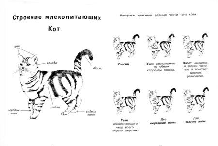 Фотография книги "Эва Эррманн: Я учусь с Montessori"