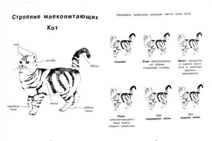 Фотография книги "Эва Эррманн: Я учусь с Montessori"