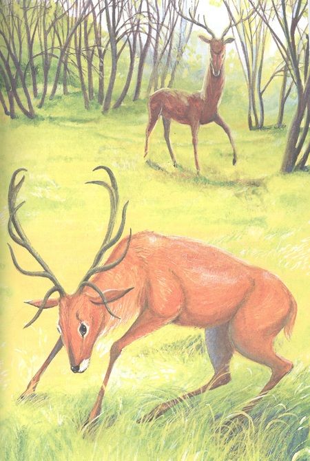 Фотография книги "Феликс Зальтен: Бемби"