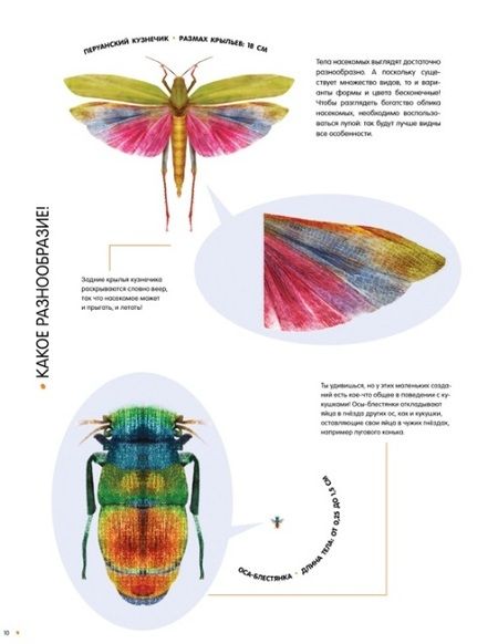 Фотография книги "Фогато: Насекомые в натуральную величину"