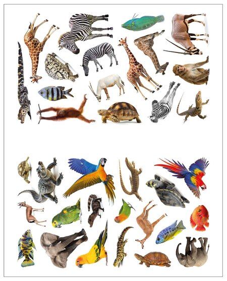 Фотография книги "Фотонаклейки. В Африке"