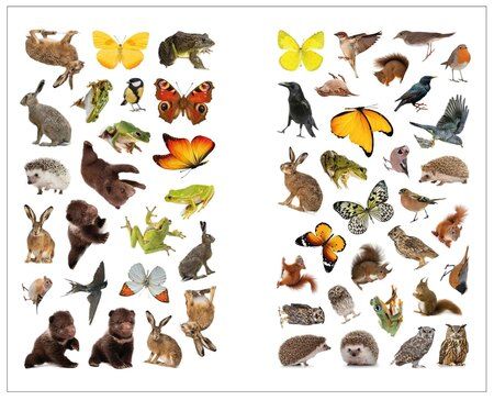 Фотография книги "Фотонаклейки. В лесу"