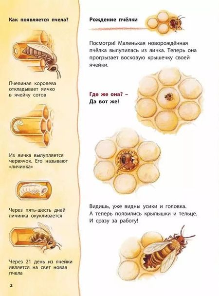 Фотография книги "Фридерун Райхенштеттер: Как живёт пчёлка. Познавательные истории"