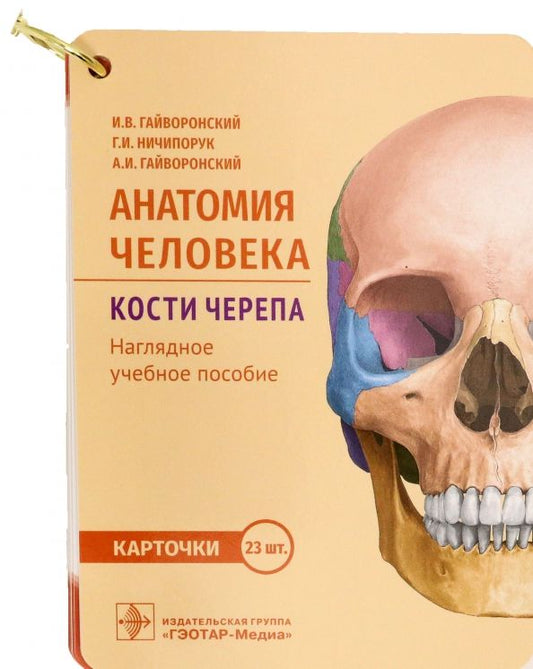 Обложка книги "Гайворонский, Ничипорук, Гайворонский: Анатомия человека. Кости черепа. 23 карточки"