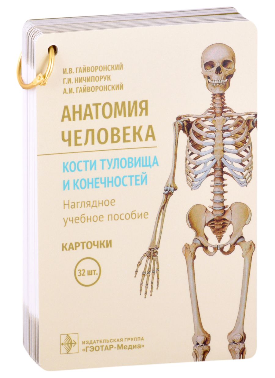 Обложка книги "Гайворонский, Ничипорук, Гайворонский: Анатомия человека. Кости туловища и конечностей. Карточки"