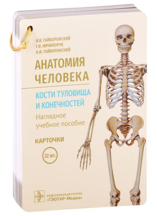 Обложка книги "Гайворонский, Ничипорук, Гайворонский: Анатомия человека. Кости туловища и конечностей. Карточки"