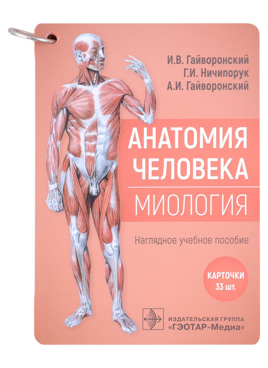 Обложка книги "Гайворонский, Ничипорук, Гайворонский: Анатомия человека. Миология. Комплект карточек. Наглядное учебное пособие"
