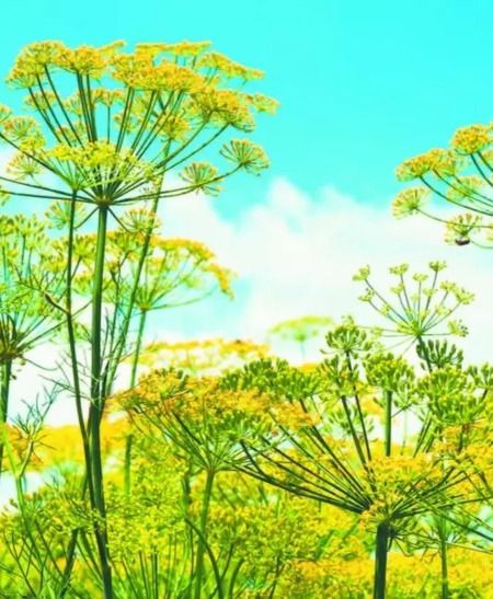 Фотография книги "Галина Кизима: Большая иллюстрированная энциклопедия разумно ленивого огородника и садовода"