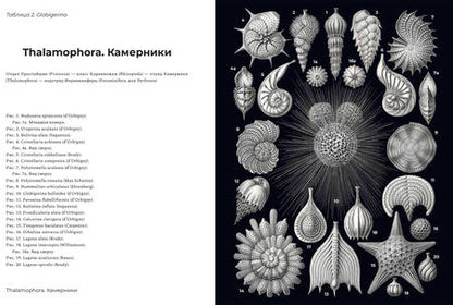 Фотография книги "Геккель: Красота форм в природе"