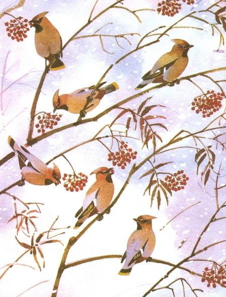 Фотография книги "Георгий Скребицкий: Белочка-хлопотунья"