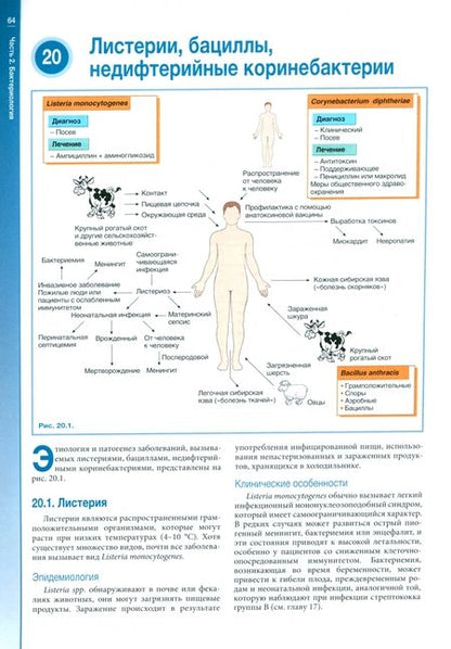 Фотография книги "Гиллеспи, Бэмфорд: Наглядная медицинская микробиология и инфекции. Учебное пособие"