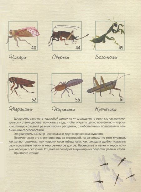 Фотография книги "Гримальди: Насекомые. Удивительный маленький мир"