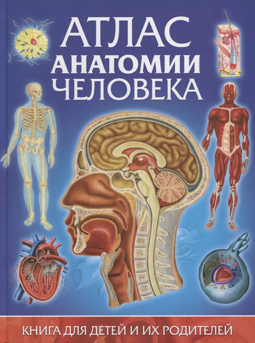 Обложка книги "Гуиди Винченцо: Атлас анатомии человека.Книга для детей и их родителей"