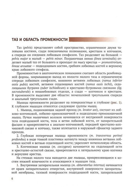 Фотография книги "Игорь Берлев: Интрафасциальные пространства в хирургии опухоли малого таза у женщин"