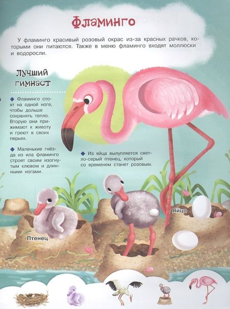 Фотография книги "Иллария Барсотти: Кто живет в гнездышке? С наклейками"