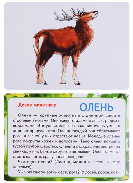 Фотография книги "Ирина Медеева: В мире животных"