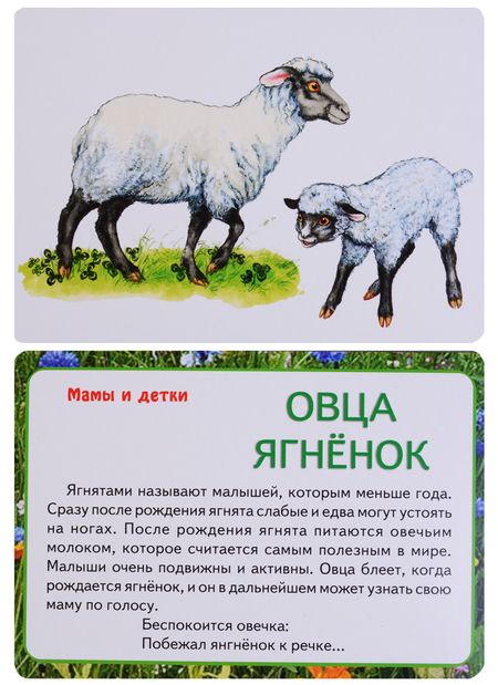 Фотография книги "Ирина Медеева: В мире животных"
