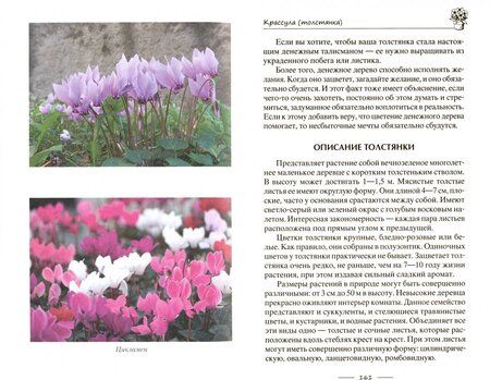 Фотография книги "Ирина Пигулевская: Лечебные комнатные растения. ТОП-20 лекарей с вашего подоконника"