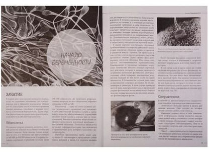 Фотография книги "Кайнер, Нольден: Беременность день за днем. Книга-консультант от зачатия до родов"