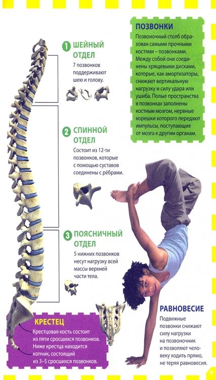 Фотография книги "Как работает твоё тело. Детская энциклопедия"