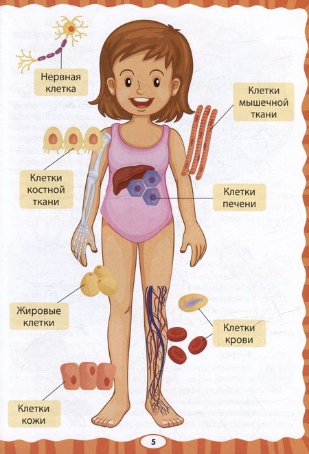 Фотография книги "Как устроен человек. Первая энциклопедия для малышей "