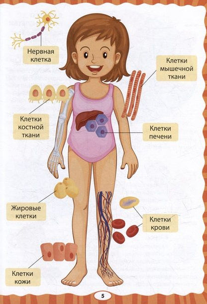 Фотография книги "Как устроен человек. Первая энциклопедия для малышей "