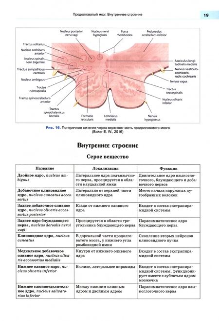 Фотография книги "Калмин, Калмина: Анатомия нервной системы. Учебное пособие для вузов"