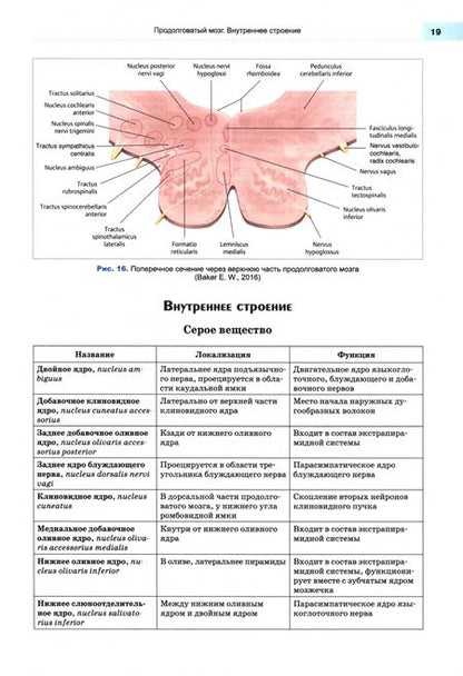 Фотография книги "Калмин, Калмина: Анатомия нервной системы. Учебное пособие для вузов"