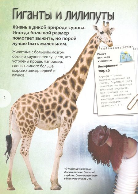 Фотография книги "Камилла де: Животные. Энциклопедия удивительных фактов"