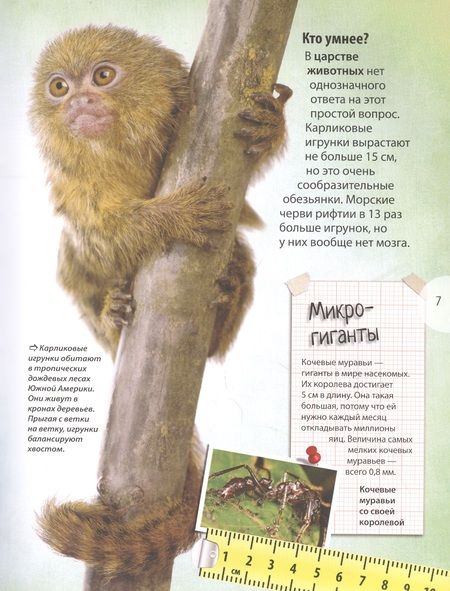 Фотография книги "Камилла де: Животные. Энциклопедия удивительных фактов"