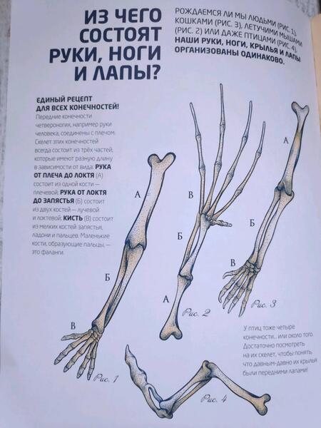 Фотография книги "Кап, Мартен, Вигур: Чей это скелет?"
