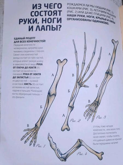 Фотография книги "Кап, Мартен, Вигур: Чей это скелет?"