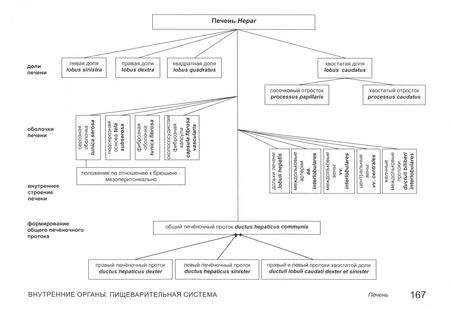 Фотография книги "Карелина, Соколова, Хисамутдинова: Анатомия человека в графологических структурах. Учебник"