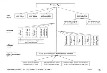 Фотография книги "Карелина, Соколова, Хисамутдинова: Анатомия человека в графологических структурах. Учебник"