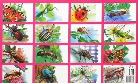 Фотография книги "Карточки "Насекомые""