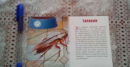 Фотография книги "Карточки "Насекомые""