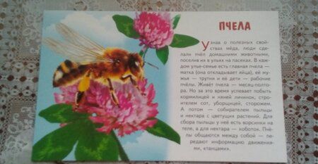 Фотография книги "Карточки "Насекомые""