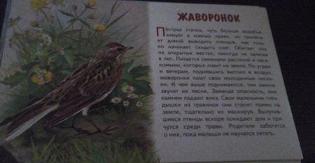 Фотография книги "Карточки Перелетные птицы России"