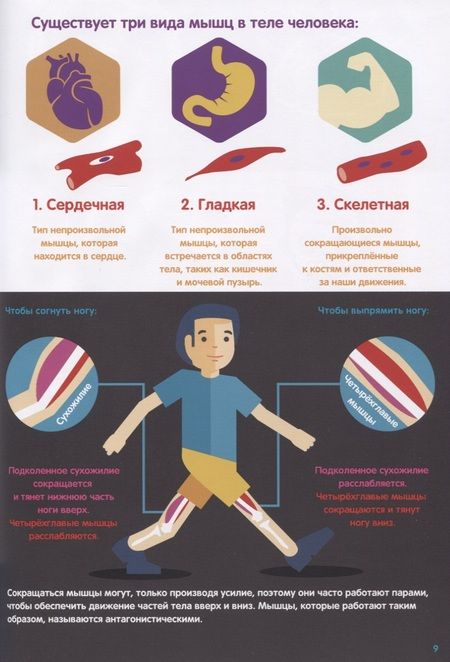 Фотография книги "Харриет Брандл: Тело человека. Инфографика"