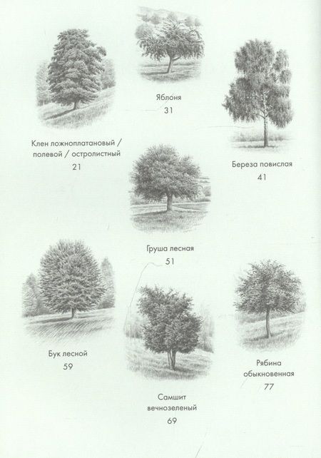Фотография книги "Хазе: Деревья. Как жизни человека и дерева переплетены друг с другом"